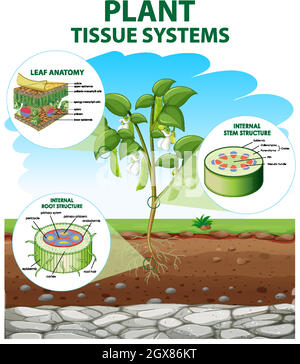 Diagramm mit Tissue-Systemen der Anlage Stock Vektor