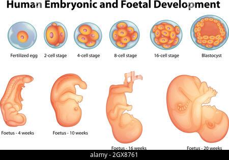 Stadien der menschlichen Embryonalentwicklung Stock Vektor