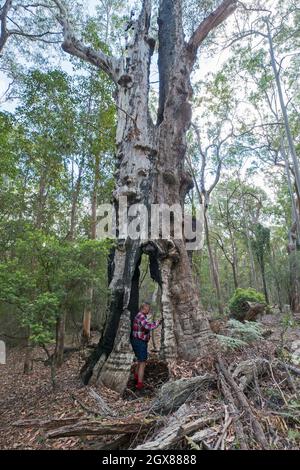 Großer, feuerbeschädigter Gummibaum, Eukalyptus, mit hohlem Stamm, im Wald im Kroombit Tops National Park Australia Stockfoto