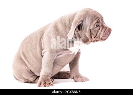 Ein liliac American Bully Welpe sitzt ruhig und schaut weg. Isoliert auf weißem Hintergrund Stockfoto