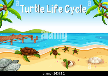 Viele Schildkröten auf der Strandszene mit Turtle Life Cycle Font Stock Vektor