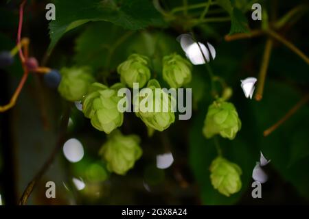 Frische Hopfenzapfen an einem sonnigen Herbsttag. Selektiver Fokus . Stockfoto