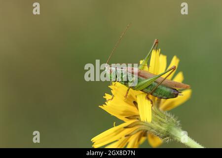 Conocephalus fuscus, ein langes geflügeltes Kegelkopfdickicht, das auf einer Wildblume auf einer Wiese ruht. Stockfoto
