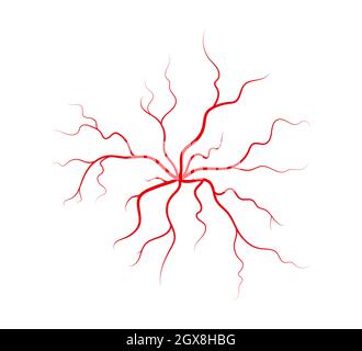 Menschliche Venen und Arterien. Rote verzweigte spinnenförmige Blutgefäße und Kapillaren. Vektordarstellung auf weißem Hintergrund isoliert Stock Vektor