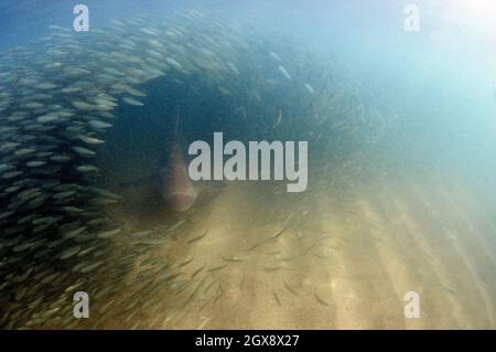 Sandbarhai, Carcharhinus plumbeus, schwimmt mitten in einer Schule von Halalu- oder Jugendschwalbe, Selar crumenophthalmus, nahe am Ufer, Kaimana Bea Stockfoto