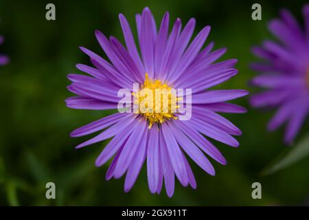 Symphyotrichum purpurea Nahaufnahme. Im Garten blühten wunderschöne, leuchtend violette Herbstblumen. Natürliche Blumen Makro Hintergrund. Weicher Fokus, Bewegung BL Stockfoto