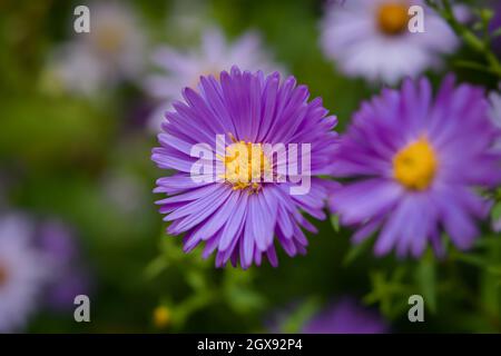 Symphyotrichum purpurea Nahaufnahme. Im Garten blühten wunderschöne, leuchtend violette Herbstblumen. Natürliche Blumen Makro Hintergrund. Weicher Fokus, Bewegung BL Stockfoto