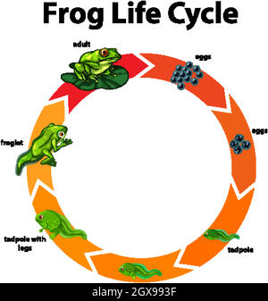 Diagramm, das den Lebenszyklus des Frosches zeigt Stock Vektor