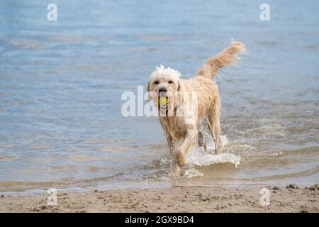 Der weiße Labradoodle-Hund läuft am Rand des Wassers. Der trockene Hund läuft zur Hälfte am Sandstrand und zur Hälfte im Wasser, schwänzend nach oben. Stockfoto