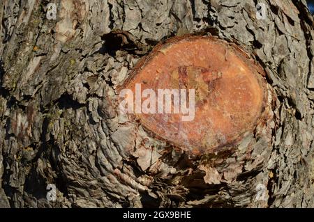 Eine Nahaufnahme eines geschnittenen Baumes, in dem Kiefernharz aus dem Gebiet abgesondert wird. Stockfoto