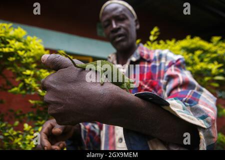 Nairobi, Kenia. September 2021. Ein Mann lässt das Elliot-Chamäleon, das wissenschaftlich als Trioceros ellioti bekannt ist, auf einem Bauernhof im Dorf Kitumba auf seinem Arm krabben.das Elliot-Chamäleon ist eine der reizenden Arten, die in Ostafrika beheimatet ist. Männchen und Weibchen tragen neben ihrer Farbe und Form einige Merkmale, die sie begehrenswert machen. Es handelt sich um ein relativ kleines Chamäleon, das natürlich in ostafrikanischen Ländern wie Tansania, Uganda, Kenia, Kongo, Ruanda, Burundi und Südsudan. Das Chamäleon hat andere gebräuchliche Namen wie Groove-Throated Chamäleon, Side-Striped Chamäleon oder Stockfoto