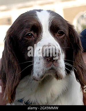 Buster ein fünfohriger springer-Spaniel mit seinem Handler Sergeant Danny Morgan und Kate Adie im Imperial war Museum. Buster gilt als verantwortlich für die Rettung unzähliger Menschenleben, als er in Gebäuden, die als Hauptquartier von Extremisten für Angriffe auf britische Streitkräfte während des jüngsten Konflikts im Irak gedacht sind, einen versteckten Zwischenspeicher mit Waffen, Sprengstoffen und Bombenanschlägen auffand. Stockfoto