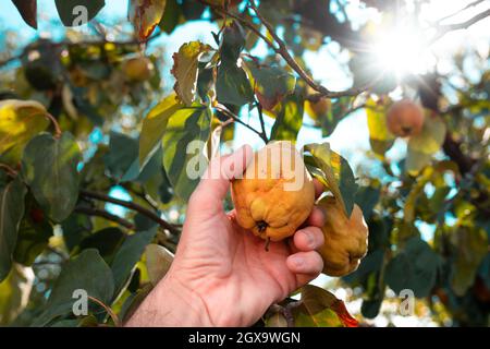 Bauer pflücken reife Quitten Früchte im Obstgarten, Nahaufnahme mit selektivem Fokus Stockfoto