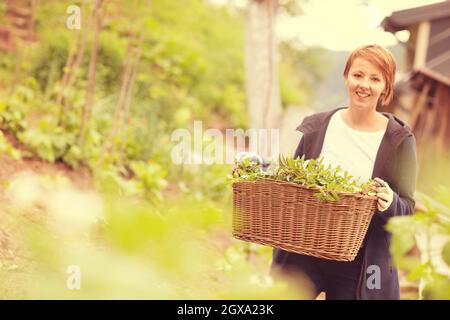 Im Garten frische Kräuter im Sommer Frau mit einem Korb voller Frische Kräuter- pfefferminztee Stockfoto