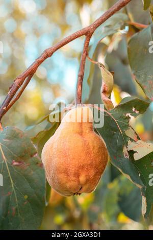 Reife Quitten im Obstgarten, selektiver Fokus Stockfoto