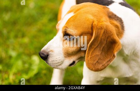 Beagle Hund im Freien portraitof tricolor Rasse Stockfoto