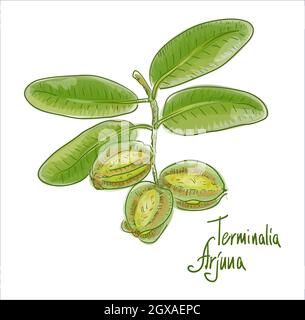 Terminalia arjuna oder arjun-Baum, kukubha. Vektorgrafik. Stock Vektor