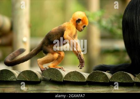 Vier Wochen lang kommt Laa Laa , ein seltener langur-Affe von francois, im Londoner Zoo an. Stockfoto