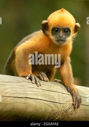 Vier Wochen lang kommt Laa Laa , ein seltener langur-Affe von francois, im Londoner Zoo an. Stockfoto