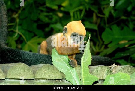 Vier Wochen lang kommt Laa Laa , ein seltener langur-Affe von francois, im Londoner Zoo an. Stockfoto