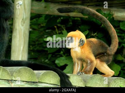 Vier Wochen lang kommt Laa Laa , ein seltener langur-Affe von francois, im Londoner Zoo an. Stockfoto