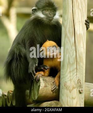 Vier Wochen lang kommt Laa Laa , ein seltener langur-Affe von francois, im Londoner Zoo an. Stockfoto