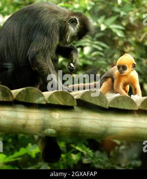 Vier Wochen lang kommt Laa Laa , ein seltener langur-Affe von francois, im Londoner Zoo an. Stockfoto