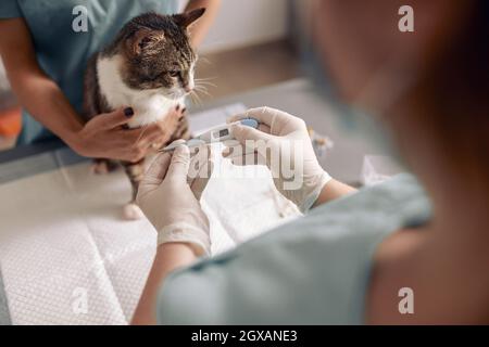 Tierarzt in Handschuhen nimmt Temperatur von niedlichen Katze mit Digitalthermometer in Klinik Büro Stockfoto