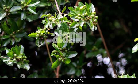 Holly Unser einheimischer Holly hat weiße Blüten auf separaten männlichen und weiblichen Bäumen Stockfoto