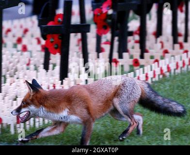 Am 11/11/2004 läuft ein Fuchs durch die Kreuze im Feld der Erinnerung auf dem Gelände der Londoner Westminster Abbey. Hunderte von kleinen Holzkreuzen, die auf dem Gelände der Abtei gepflanzt und mit einem blutroten Mohnblumen geschmückt sind, tragen den Namen eines gefallenen Angehörigen und die Botschaft des Gedenkens. Anwar Hussein/allactiondigital.com Stockfoto