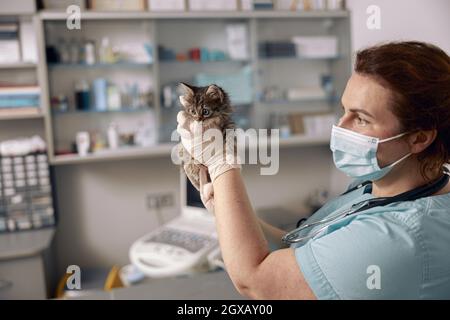 Tierarzt mit medizinischer Maske hält niedliche kleine tabby Kätzchen bei Termin in der Klinik Stockfoto