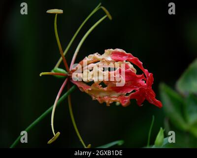 Kletternde Lilie mit Wassertröpfchen (Gloriosa superba) Stockfoto