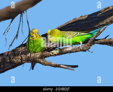 Ein Paar Wellensittiche (Melopsittacus undulatus), das in einem Baum in der Nähe des Mt Magnet, Western Australia, WA, Australien, thront Stockfoto