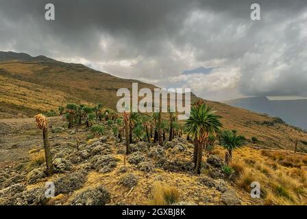 Simien Mountains - schöne einzigartige Berglandschaft aus Nord-äthiopischen Hochland, Äthiopien. Stockfoto