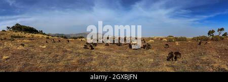 Simien Mountains - schöne einzigartige Berglandschaft aus Nord-äthiopischen Hochland, Äthiopien. Stockfoto