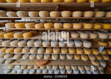 Käsefabrik Produktionsregale mit Alterung alten Käse lokalen organischen leer Stockfoto