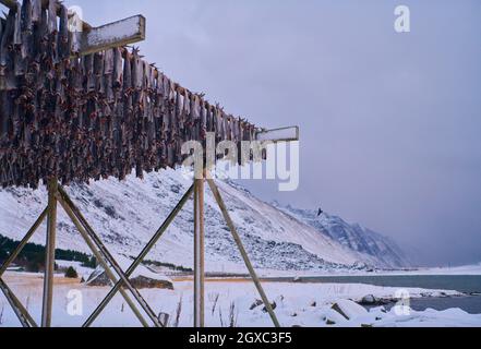 Lufttrocknung von Lachsfischen auf Holzstruktur für die traditionelle Konservierung von Lebensmitteln im Winter auf den Lofoten-Inseln, Norwegen Skandinavien Stockfoto