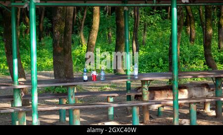 Grillplatz im Wald mit Müll, im Sommer Stockfoto