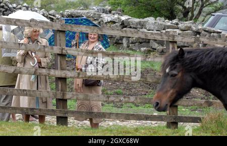 Camilla, Herzogin von Cornwall, untersteht einem Regenschirm, während sie am 11. Mai 2007 beim Dartmoor Pony Moorland Scheme in Devon nassen und windigen Bedingungen trotzt. Stockfoto