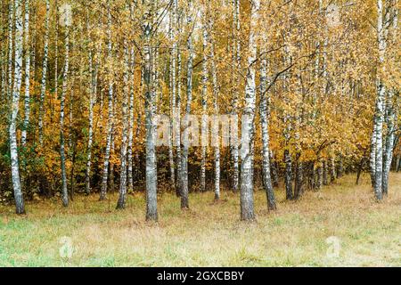 Herbstbirkenhain im Oktober. Herbstwald und Natur mit gelb gefallenen Blättern. Birken im Hintergrund Wald. Hochwertige Fotos Stockfoto