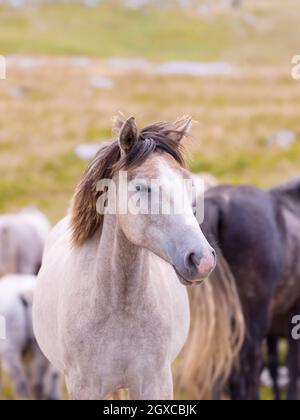 Porträt der schönen wilden Pferde mit langer Mähne, während auf der Wiese grasen Stockfoto