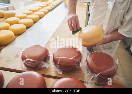 Käseherstellung bereitet Ziegen- und Kuhkäsescheiben während des Alterungsprozesses in der lokalen Lebensmittelproduktionsfabrik vor Stockfoto