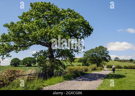 Ein Spaziergänger auf dem Viking Way in der Nähe von Walesby in den Lincolnshire Wolds Stockfoto