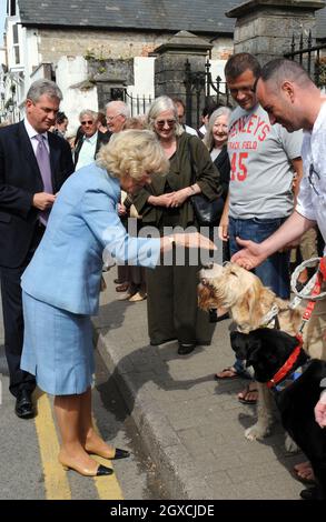 Camilla, Herzogin von Cornwall streichelt einen Hund während eines Besuchs im Physic Garden in Cowbridge, South Glamorgan in Wales. Stockfoto