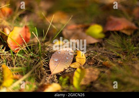 Herbstfarben. Abgefallene Blätter verschiedener Farben auf dem Gras im Park. Stockfoto