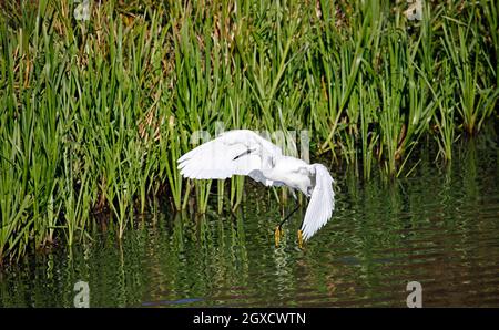 Kleiner Reiher, der am See angeln kann Stockfoto