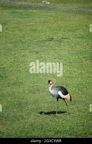 Ein Porträt des Graukronenkrans (Balearica regulorum) mit seinen steifen goldenen Federn auf dem Kopf auf dem Feld. Stockfoto