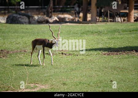 Das Porträt von krishna mrigam oder Blackbuck, Antilope cervicapra auf der Wiese. Stockfoto