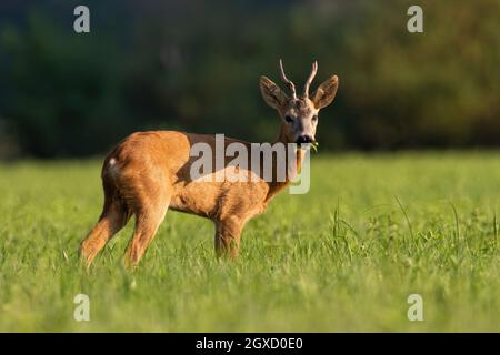 Rehe, Capreolus capreolus, Kauen auf grünem Feld im Sommer Sonnenlicht. Geweihtiere fressen auf sonnigem Grasland. Braunes Säugetier, das auf der Wiese i steht Stockfoto