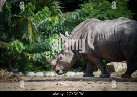 Das südliche weiße Nashorn oder Vierlippnashorn, das im Zoo läuft. Stockfoto